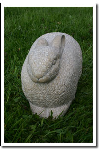 Little rabbit